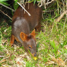 Pudu - Pudu, the smallest deer on earth, is coming out of the bush